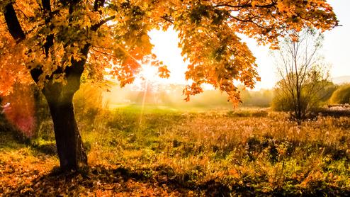 Herbstlicher Baum mit orangefarbenen Blättern vor der Sonne in einer nebligen Landschaft.